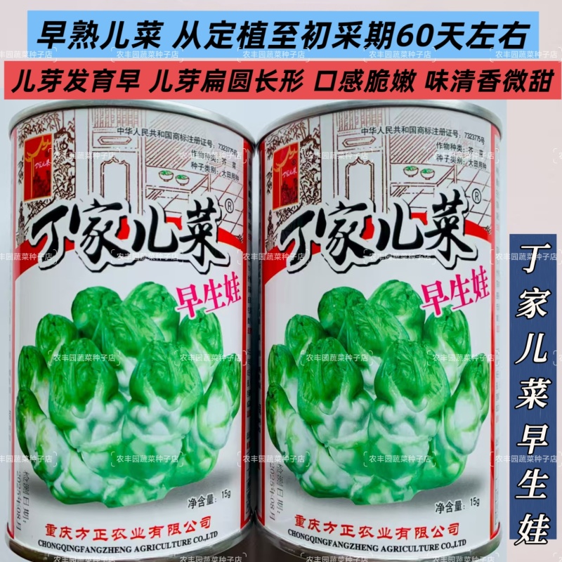丁家儿菜种子早熟儿芽扁圆长形口感脆嫩儿菜种子早生娃儿菜种