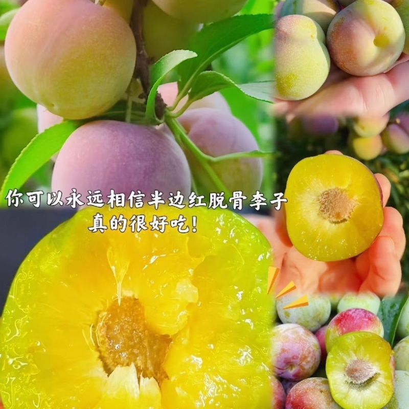 脆红李子/四川达州李子/脱骨李子/红脆李子