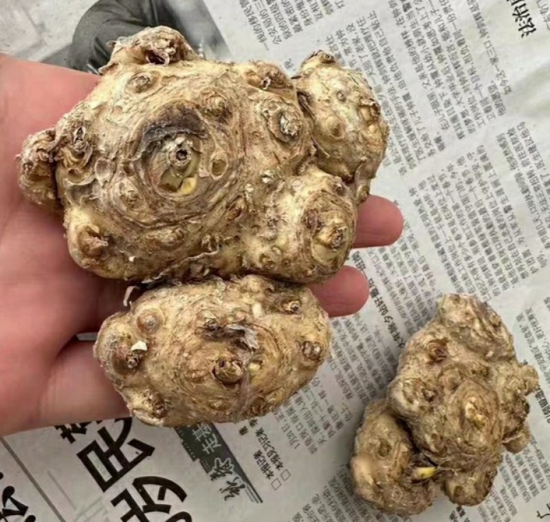 进口马蹄莲种球刚到货新鲜包活大球34元一个包邮