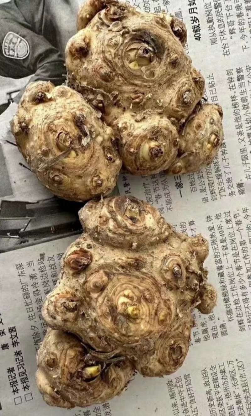 进口马蹄莲种球刚到货新鲜包活大球34元一个包邮