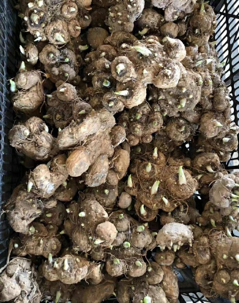 进口马蹄莲种球刚到货新鲜包活大球34元一个包邮