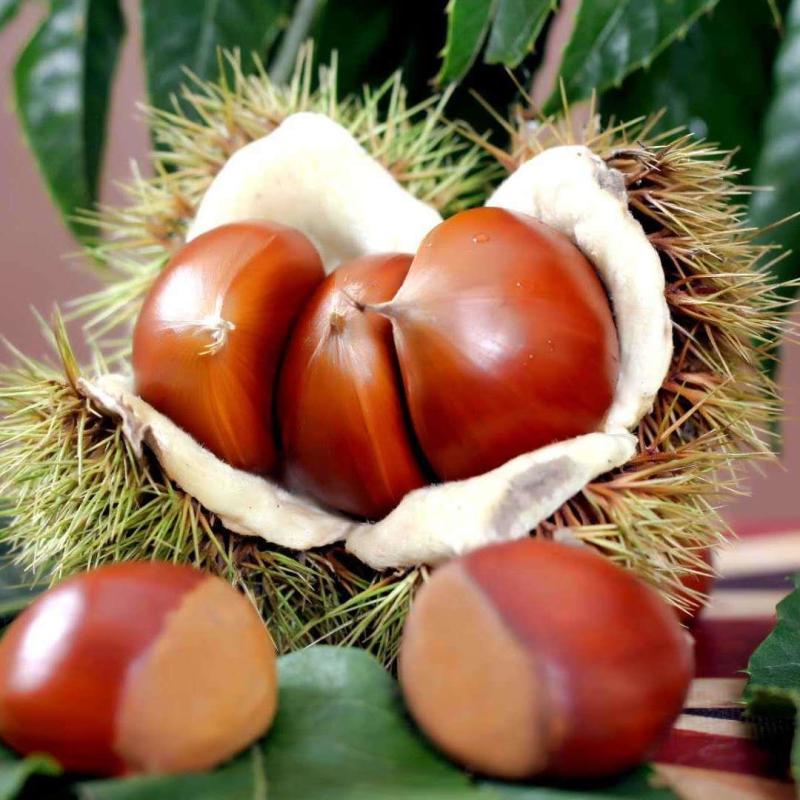 新鲜板栗栗子生板栗