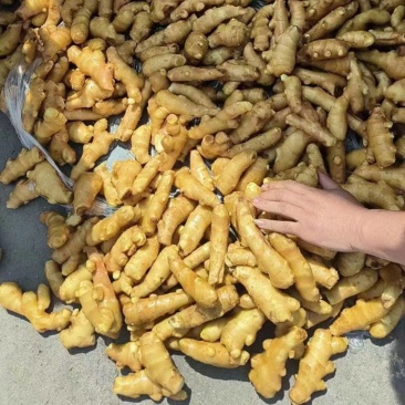 【接电商】水洗姜巴小块姜干净的直接可以发电商做加工做餐饮酒店