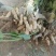 新鲜花生批发