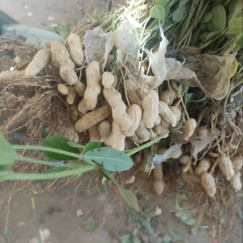 新鲜花生批发