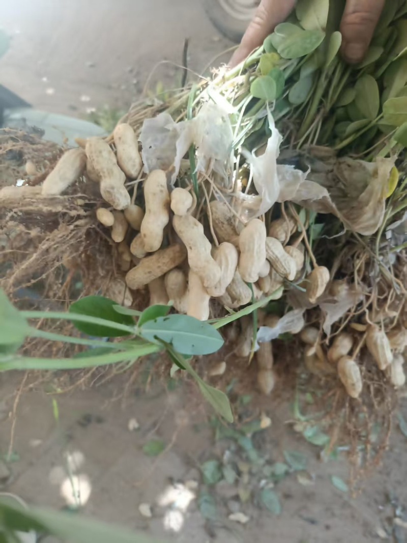 新鲜花生批发