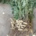 新鲜花生批发
