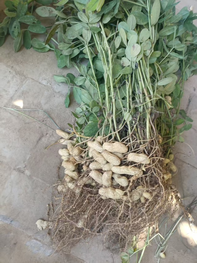 新鲜花生批发