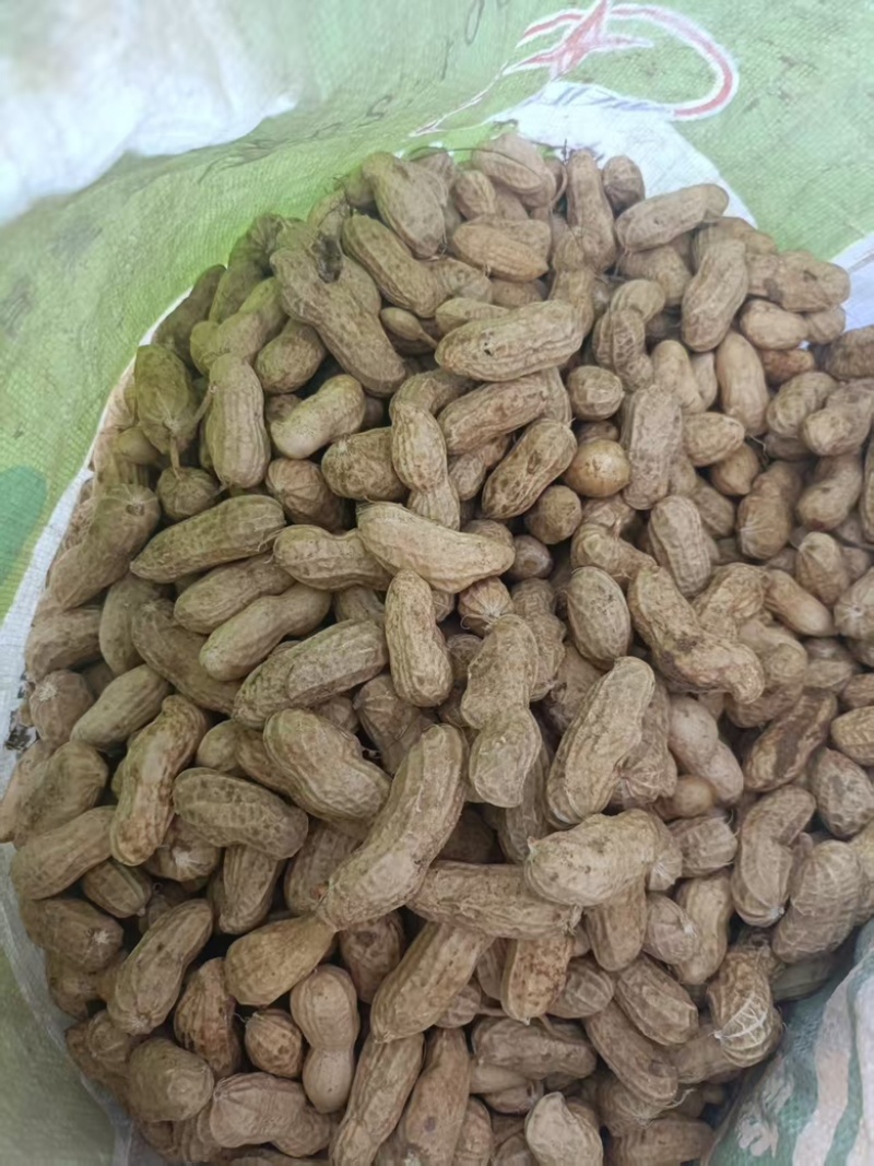 新鲜花生批发