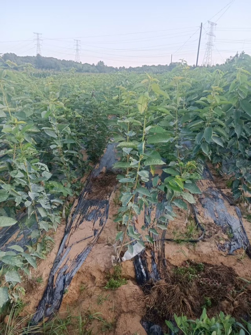 辽宁马哈利砧木苗可嫁接根部粗状成活率高价格可谈