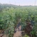 辽宁马哈利砧木苗可嫁接根部粗状成活率高价格可谈