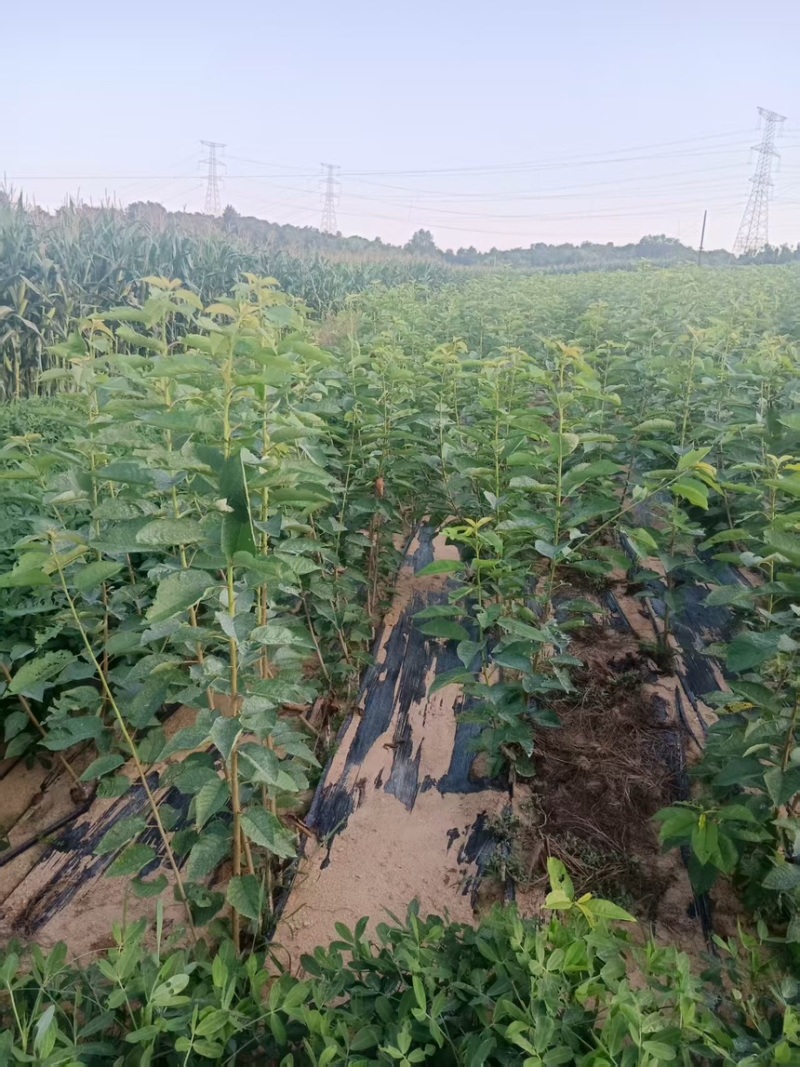 辽宁马哈利砧木苗可嫁接根部粗状成活率高价格可谈