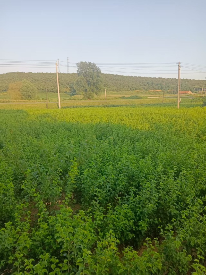 辽宁马哈利砧木苗可嫁接根部粗状成活率高价格可谈