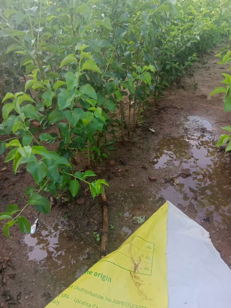 辽宁马哈利砧木苗可嫁接根部粗状成活率高价格可谈