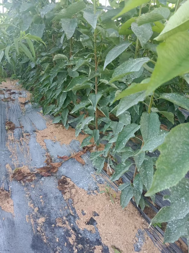 辽宁马哈利砧木苗可嫁接根部粗状成活率高价格可谈