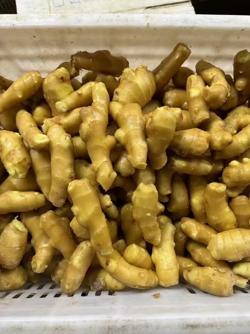 【接电商】水洗姜巴小块姜干净的直接可以发电商做加工做餐饮酒店
