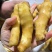 【接电商】水洗姜巴小块姜干净的直接可以发电商做加工做餐饮酒店