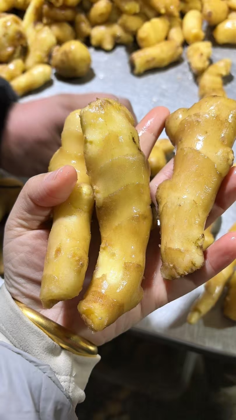 【接电商】水洗姜巴小块姜干净的直接可以发电商做加工做餐饮酒店