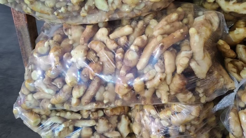 【接电商】水洗姜巴小块姜干净的直接可以发电商做加工做餐饮酒店