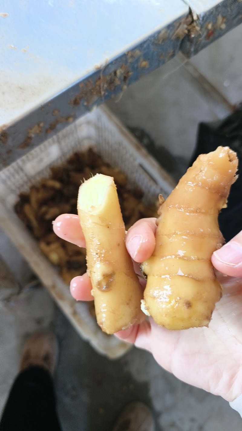 【接电商】水洗姜巴小块姜干净的直接可以发电商做加工做餐饮酒店