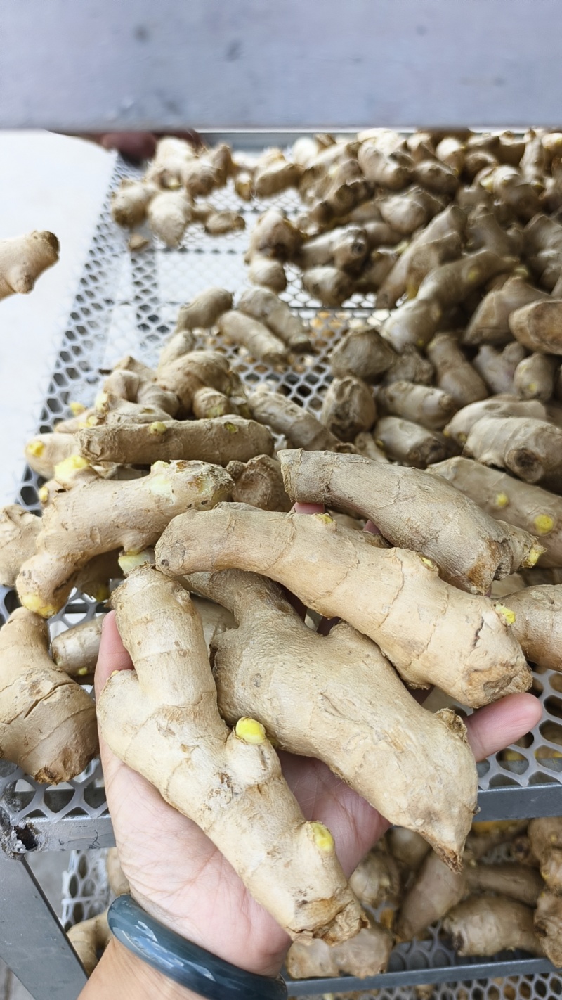 【接电商】水洗姜巴小块姜干净的直接可以发电商做加工做餐饮酒店
