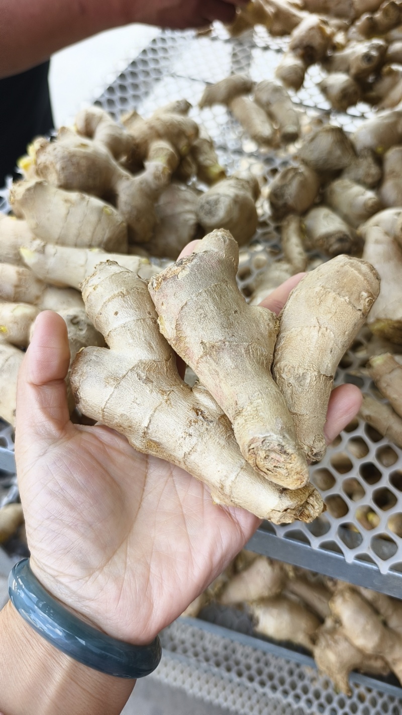 【接电商】水洗姜巴小块姜干净的直接可以发电商做加工做餐饮酒店