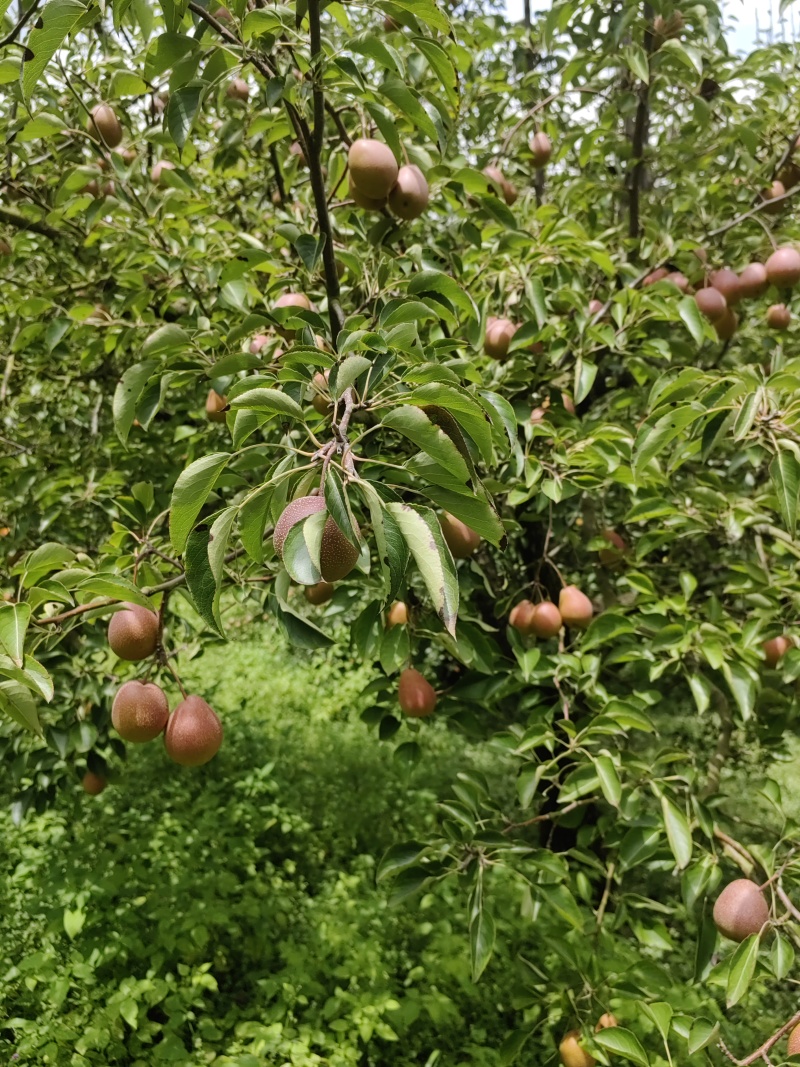 云南小沙梨