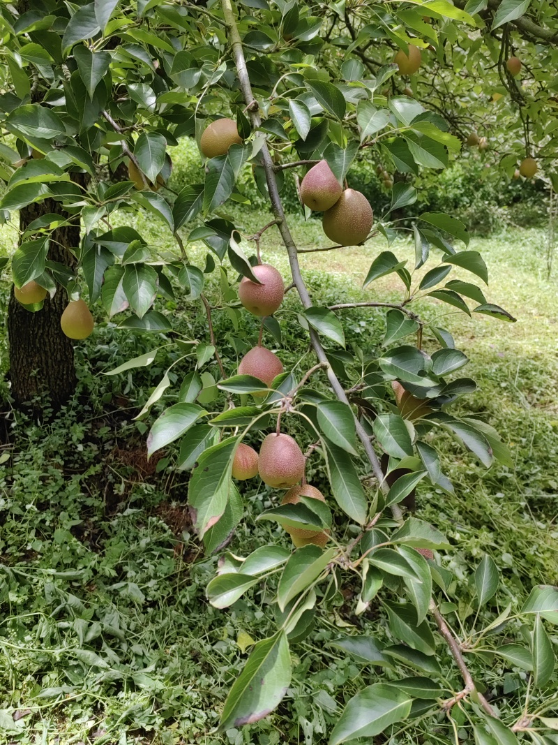 云南小沙梨