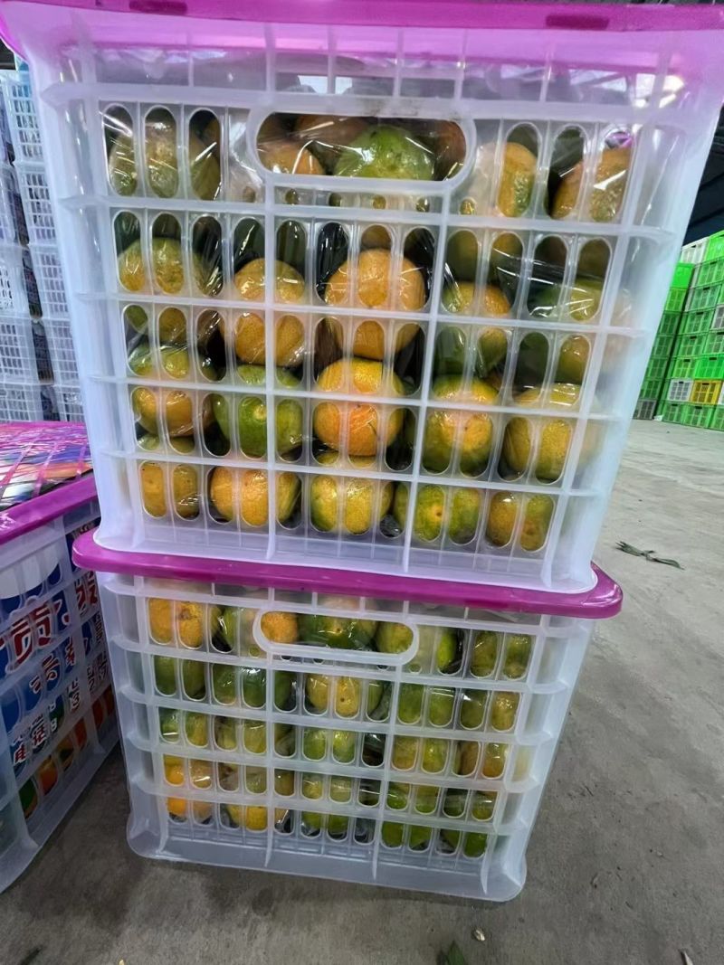 云南蜜橘