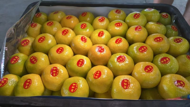 云南蜜橘