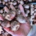 香雪兰种球2025新球到货，种球都是**品质，40一斤
