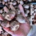 香雪兰种球2025新球到货，种球都是**品质，40一斤