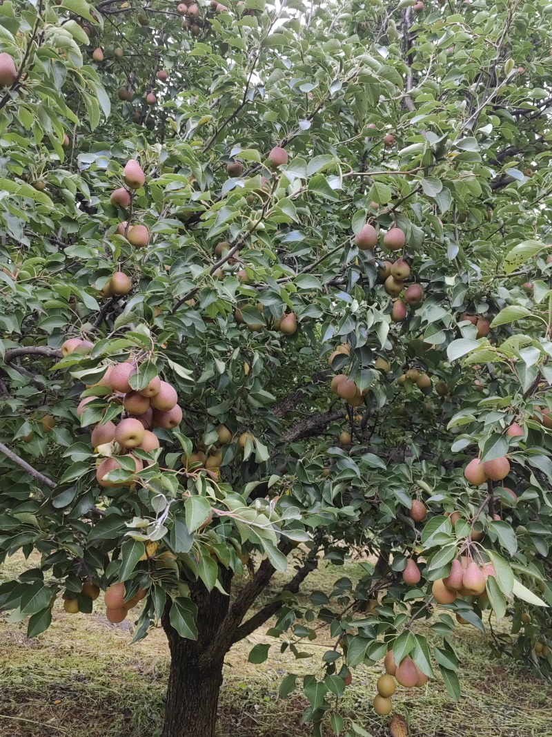 云南丁香梨