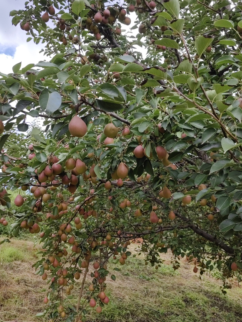 云南丁香梨