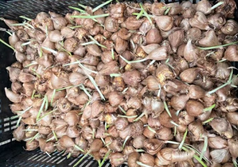 香雪兰种球38一斤，都是当年开花球