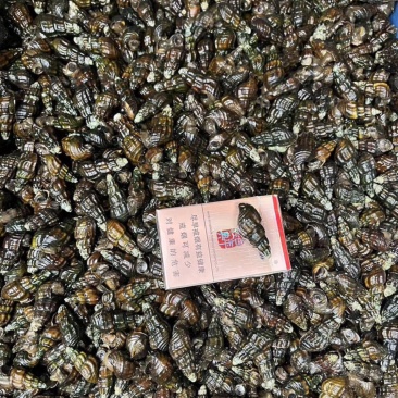扭螺1.3起，上不封顶，10块一斤，运费自理
