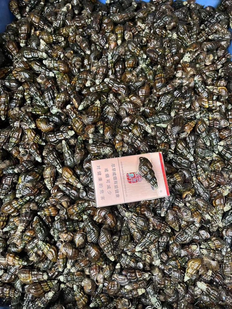 扭螺1.3起，上不封顶，10块一斤，运费自理