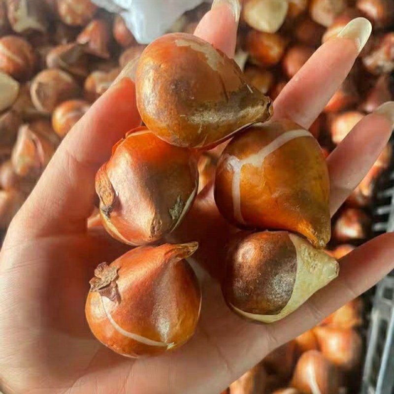 郁金香进口五度球，十色混搭30包邮量大优惠。开花快