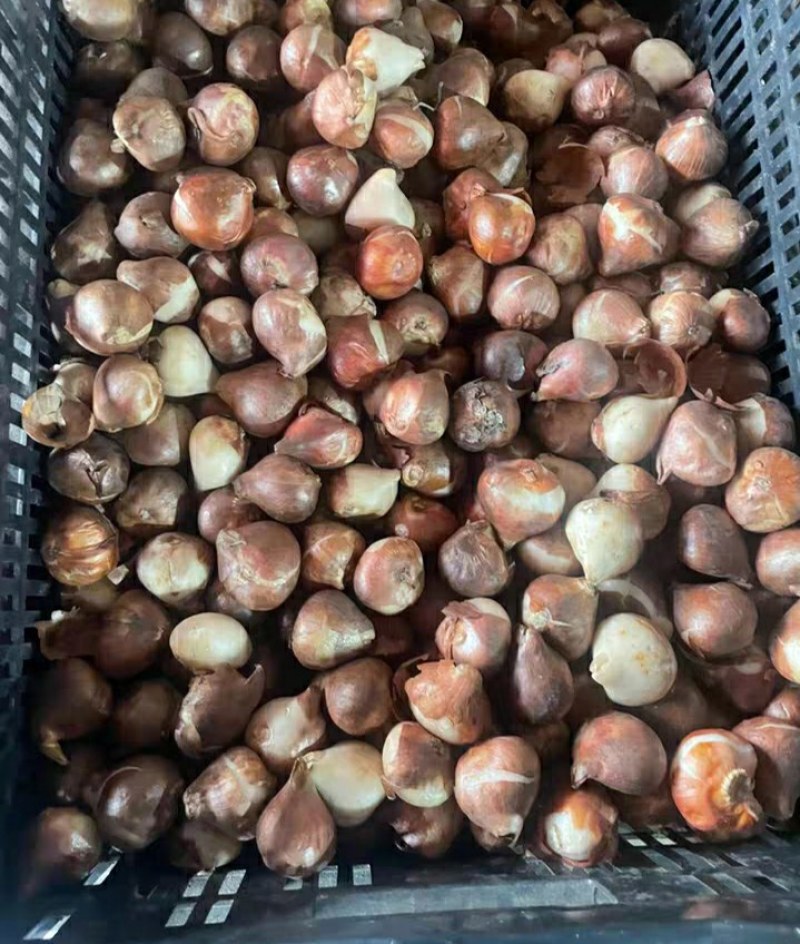 郁金香进口五度球，十色混搭30包邮量大优惠。开花快