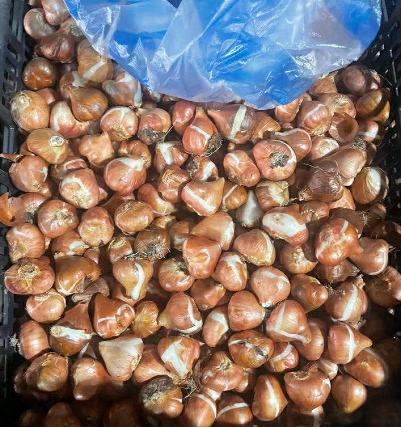 郁金香进口五度球，十色混搭30包邮量大优惠。开花快