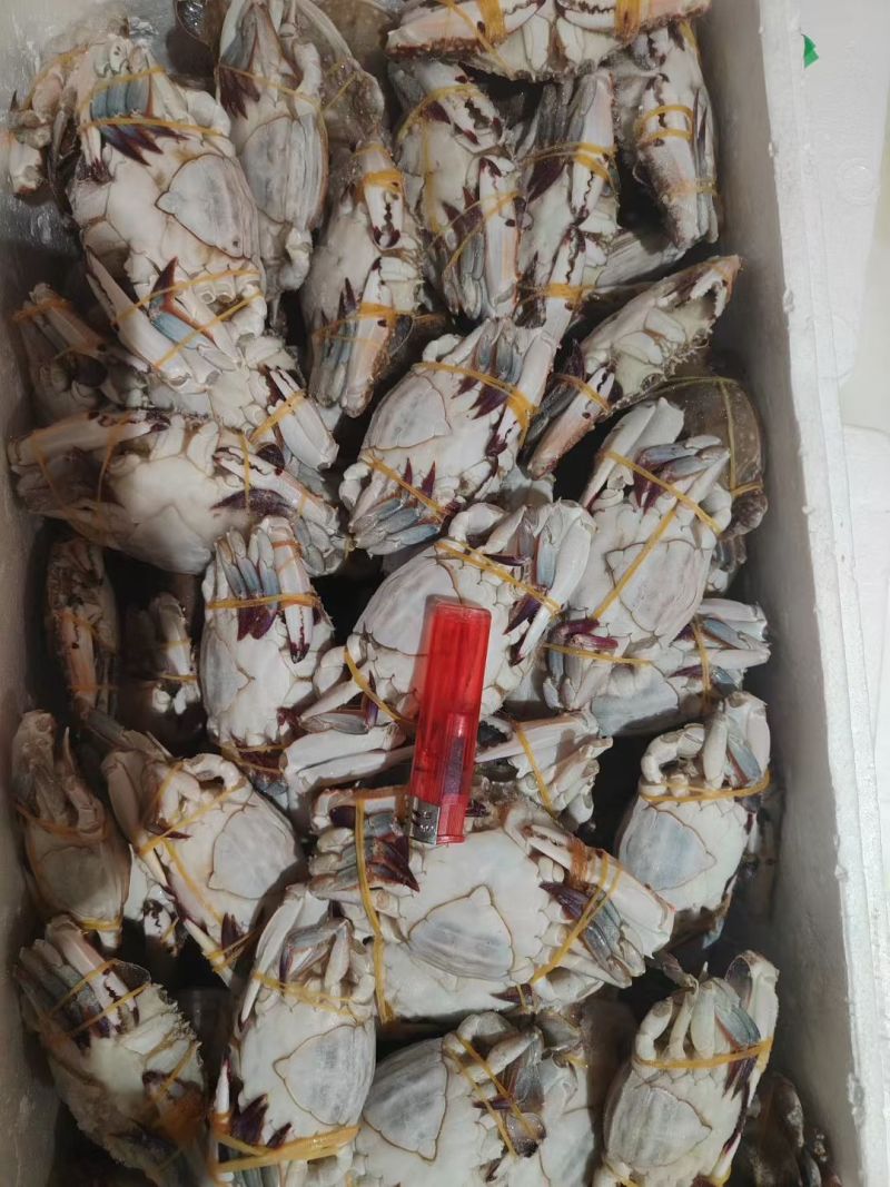 切蟹，切蟹块，梭子蟹切蟹