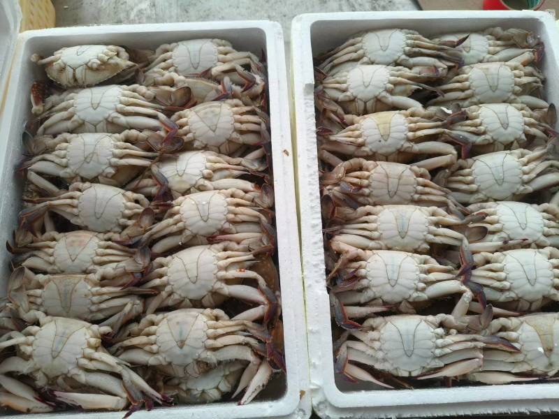 切蟹，切蟹块，梭子蟹切蟹