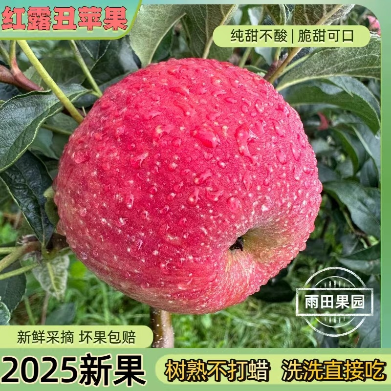 【苹果】云南早熟红露苹果昭通冰糖心丑苹果一件代发对接电商