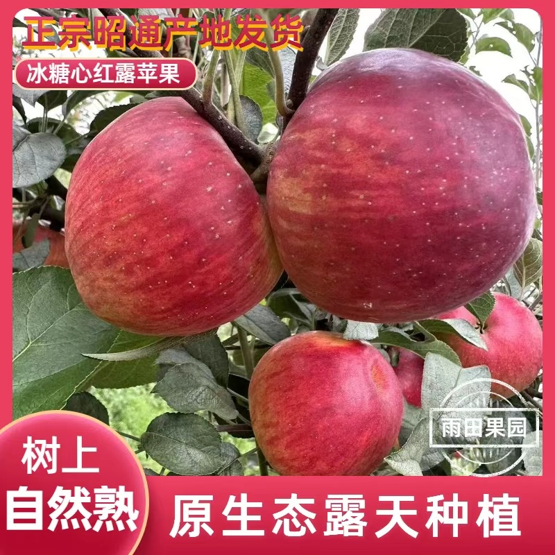【苹果】云南早熟红露苹果昭通冰糖心丑苹果一件代发对接电商