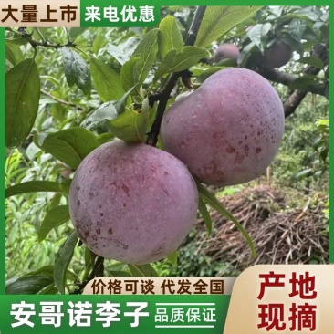 精品李子山东平邑安格诺李子对接全国市场电商