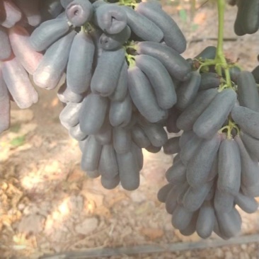 蓝宝石葡萄，对接各大平台