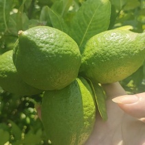 香水柠檬