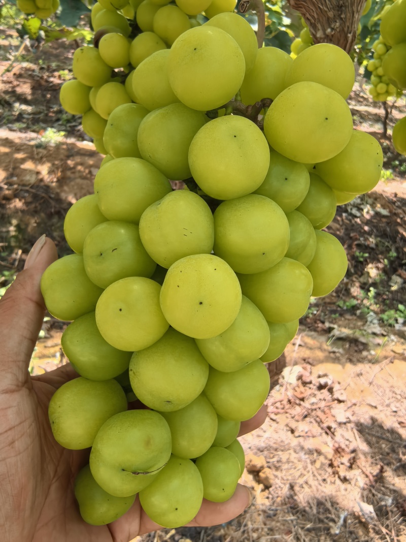 阳光玫瑰