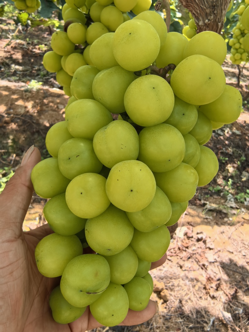 阳光玫瑰