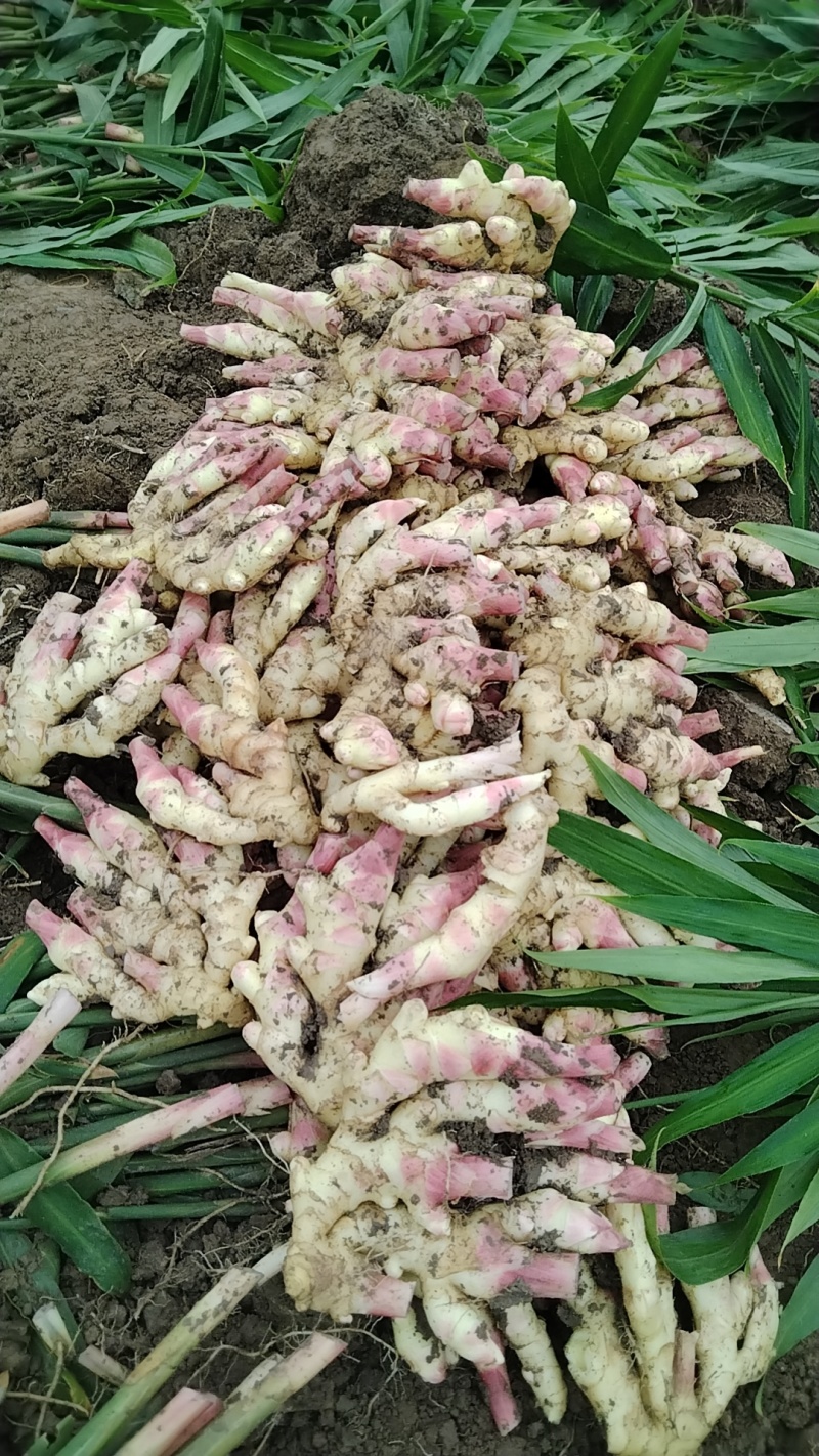 贵州黔南布依族苗族自治州惠水县红牙姜